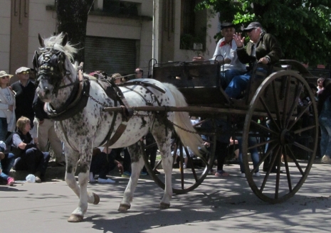 web-desfile-caballo-2